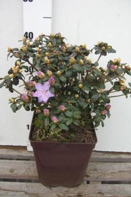 Rhododendron 'Blue Diamond' - En pot de 4 litres