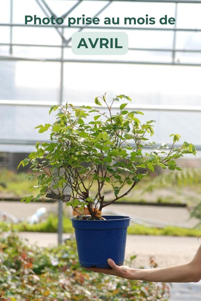 Rosier Décorosiers ? 'Calizia ?' - En pot de 2 litres