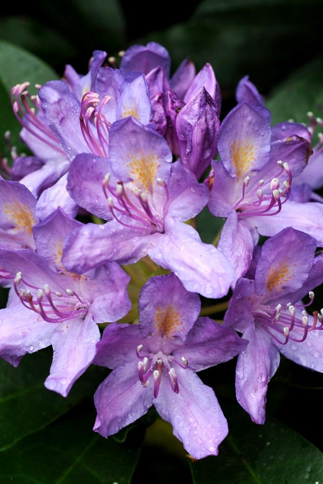 Rhododendron pontique - En pot de 5 litres