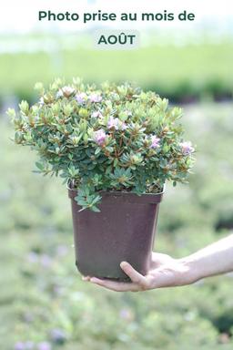 Rhododendron 'Impeditum select' - En pot de 4 litres