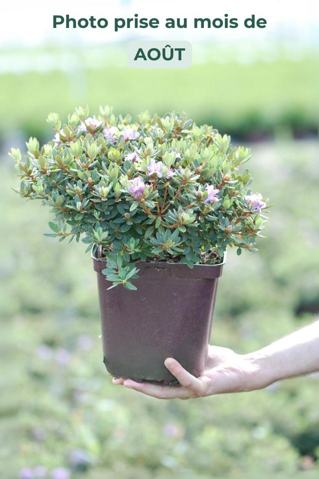 Rhododendron 'Impeditum select' - En pot de 4 litres