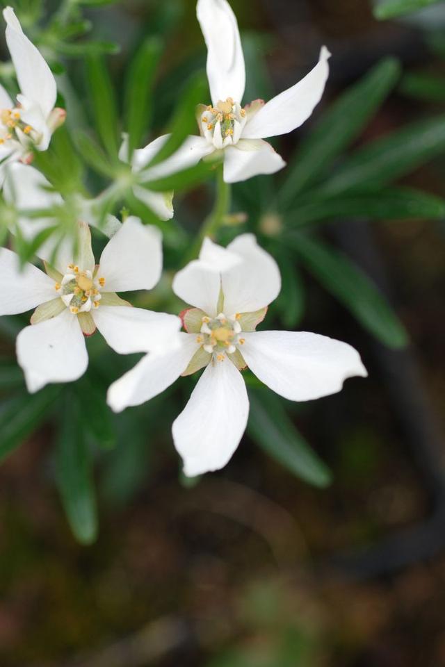 Oranger du Mexique 'Snow Flurries' - En pot de 3 litres