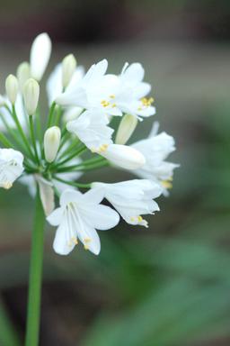 Agapanthe 'Ever White' - En pot de 3 litres