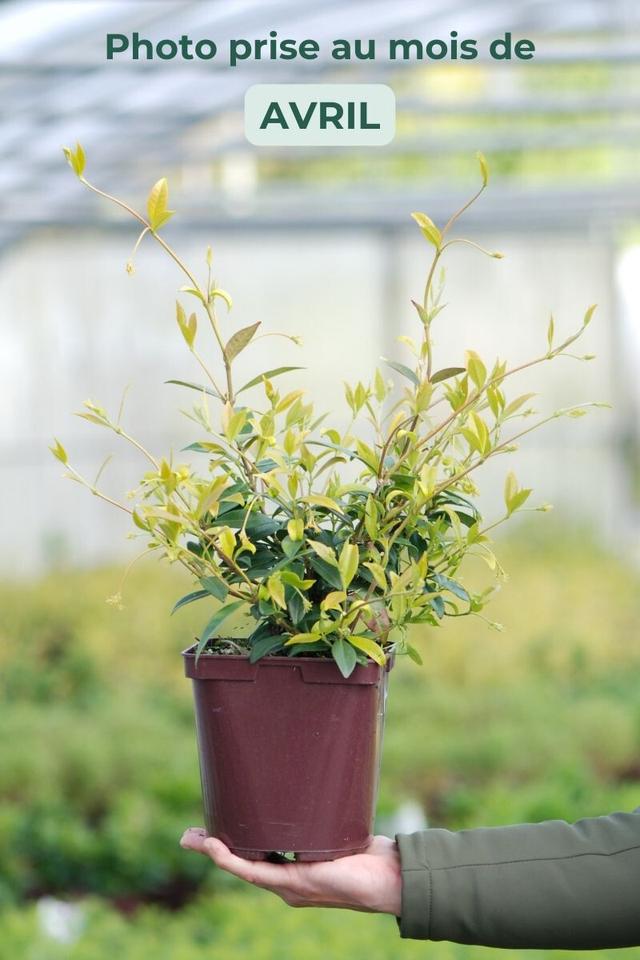 Jasmin étoilé parfumé - En pot de 3 litres