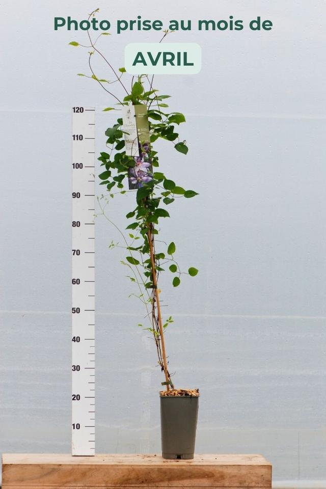 Clématite 'Nelly Moser' - En pot de 3 litres