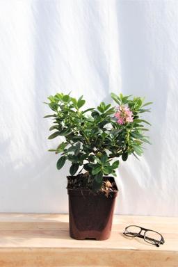 Escallonia 'Pink Elle ?' - En pot de 3 litres