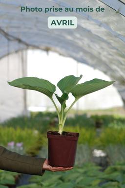 Hosta Géante 'Empress Wu' - En pot de 3 litres