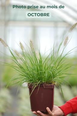 Pennisetum 'Little Bunny' - En pot de 3 litres