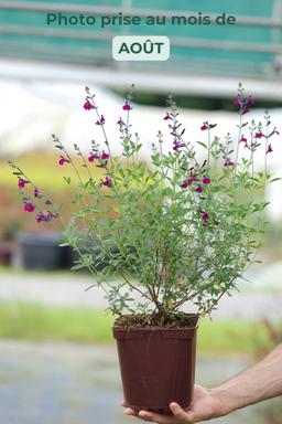 Sauge 'Violette de Loire' - En pot de 3 litres