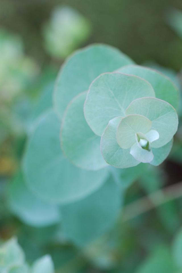 Eucalyptus ?Silver dollar' - En pot de 3 litres