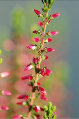 Bruyère d'été 'Angie' - En pot de 1 litre