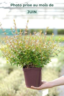 Abelia 'Sherwood' - En pot de 3 litres