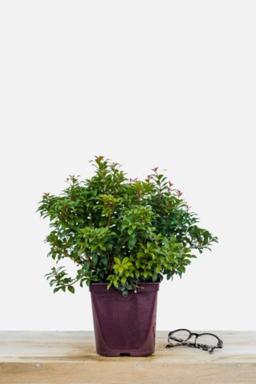 Andromède 'Little Heath Green' - En pot de 3 litres