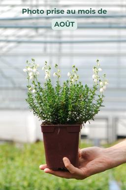 Bruyère d'Irlande 'Alberta White' - En pot de 1 litre