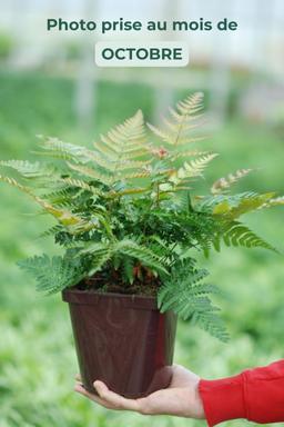 Dryopteris 'Jurassic Gold' - En pot de 3 litres