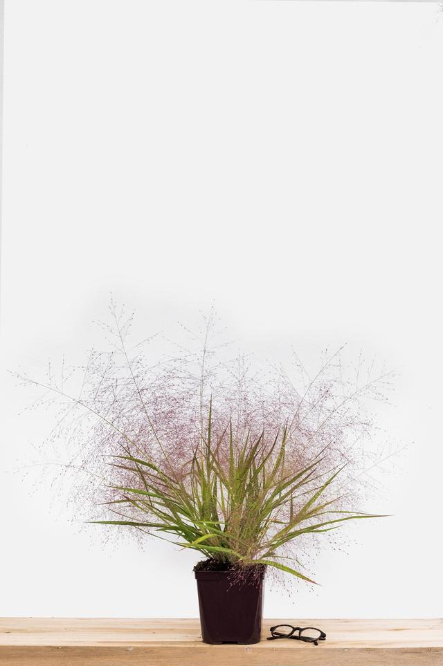 Eragrostis 'Purple Lovegrass' - En pot de 3 litres