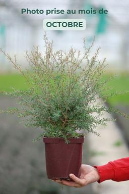 Leptospermum 'Coral Candy' - En pot de 3 litres