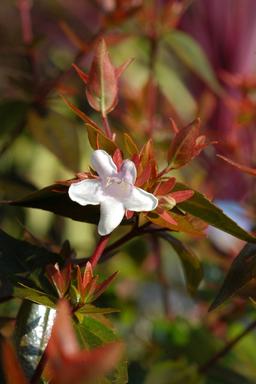 Abelia 'Kaleidoscope ?' - En pot de 1 litre