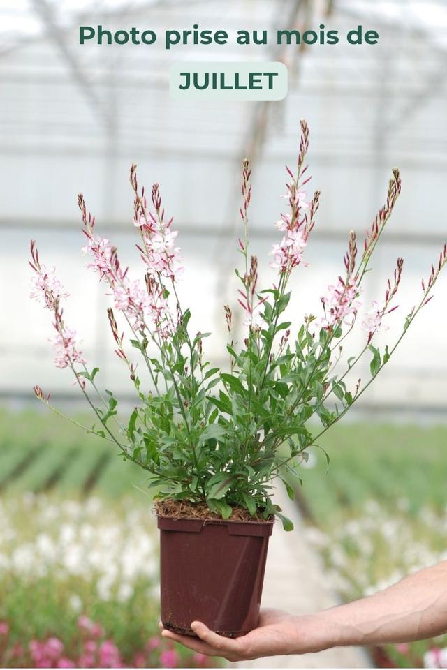 Gaura 'Rosyjane ?' - En pot de 3 litres