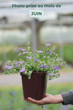 Liseron bleu de Mauritanie - En pot de 3 litres