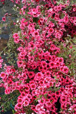 Leptospermum 'Crimson glory' - En pot de 3 litres