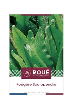 Fougère Scolopendre - En pot de 3 litres