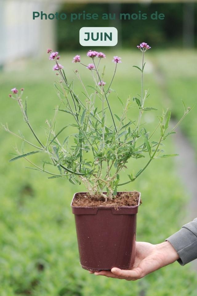 Verveine 'Lollipop ?' - En pot de 3 litres