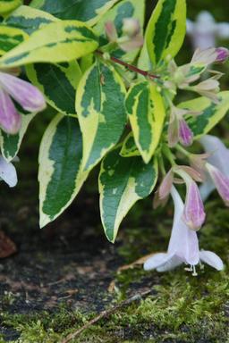 Abelia 'Hopleys ?' - En pot de 1 litre