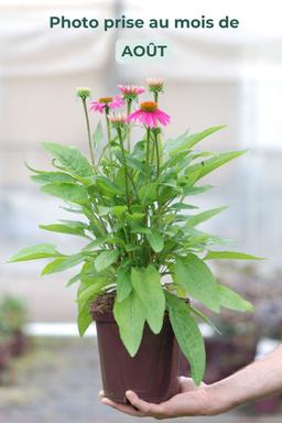 Echinacée Powwow 'Wild Berry' - En pot de 3 litres