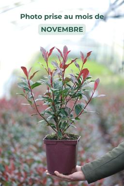 Photinia 'Carré Rouge' - En pot de 3 litres