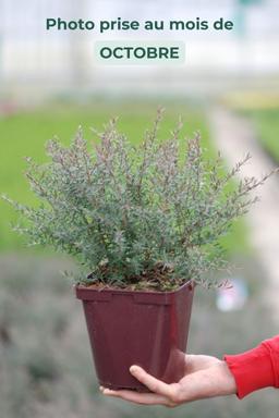 Leptospermum 'Martinii' - En pot de 3 litres