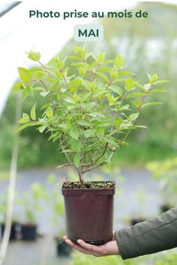 Hortensia 'Polar Bear' ? - En pot de 3 litres