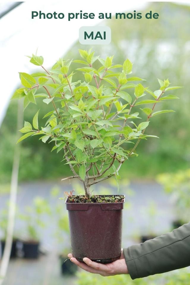 Hortensia 'Polar Bear' ? - En pot de 3 litres