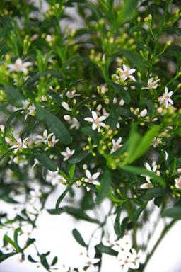 Eriostemon myoporoïdes - En pot de 1 litre