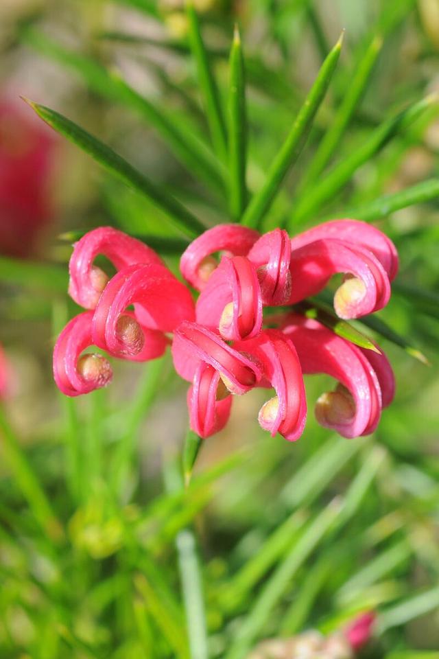 Grevillea juniperina - En pot de 1 litre