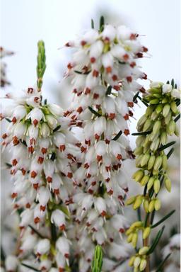 Bruyère d'hiver 'White Perfection' - En pot de 1 litre