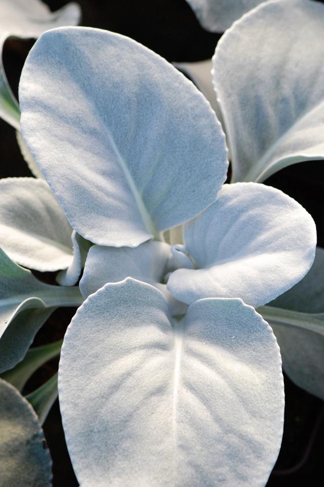 Senecio 'Angel Wings' - En pot de 3 litres