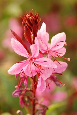 Gaura 'Lillipop Pink' - En pot de 3 litres