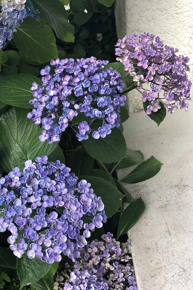 Hortensia 'Ayesha' - En pot de 3 litres