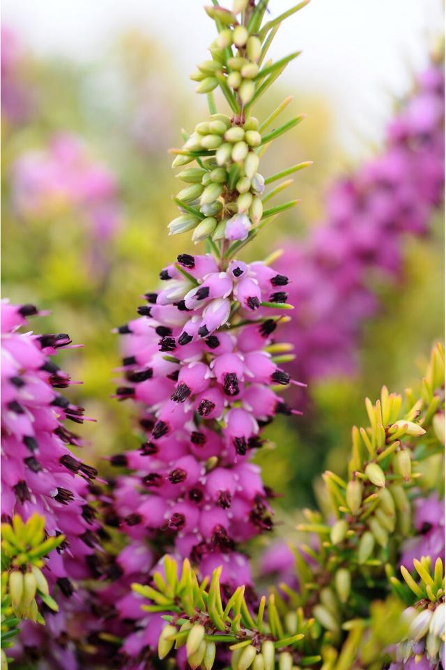 Bruyère d'hiver 'Eva Gold' - En pot de 1 litre