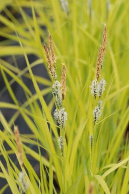 Laîche 'Aurea' - En pot de 3 litres