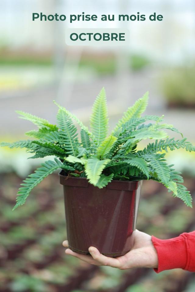 Blechnum spicant - En pot de 3 litres