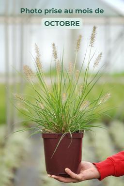 Pennisetum 'Gelbstiel' - En pot de 3 litres