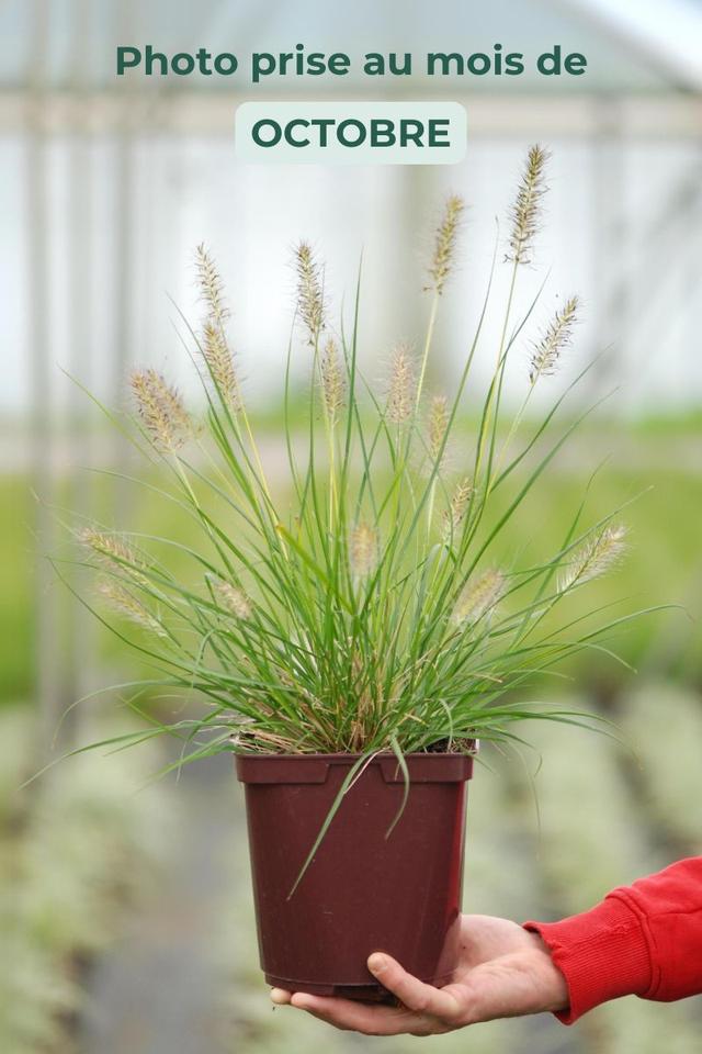 Pennisetum 'Gelbstiel' - En pot de 3 litres