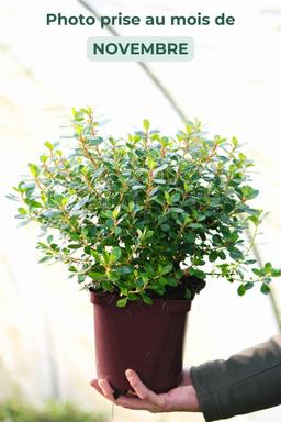 Escallonia 'Red Dream' - En pot de 3 litres