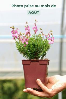 Bruyère d'Irlande 'Rosella' - En pot de 1 litre