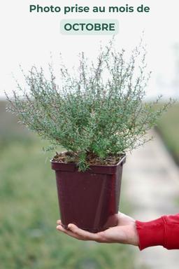 Leptospermum 'Winter Cheer' - En pot de 3 litres