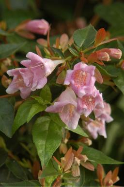 Abelia 'Sherwood' - En pot de 1 litre