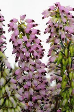 Bruyère d'hiver 'Spring Surprise' - En pot de 1 litre