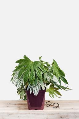 Aralia 'Spider Web' - En pot de 3 litres